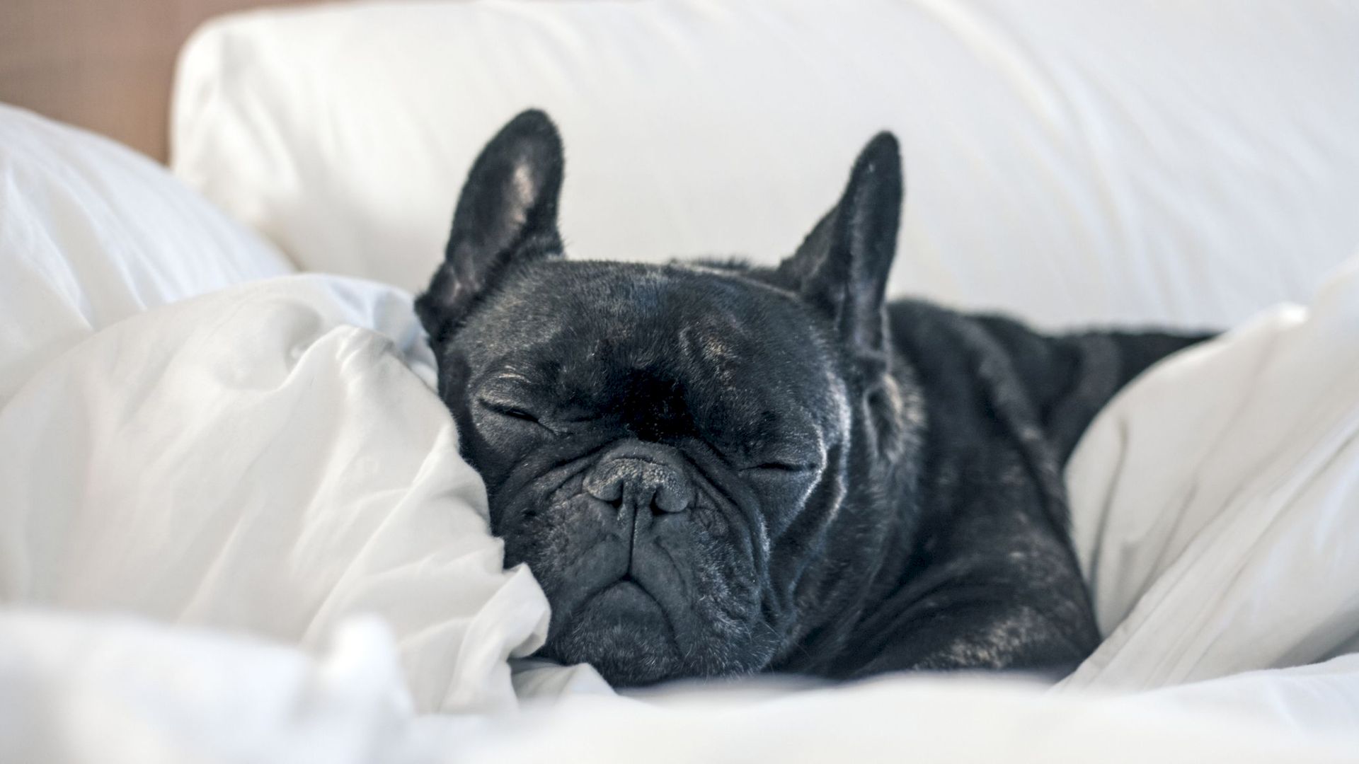A small black French Bulldog sleeping peacefully on white pillows and blankets, looking cozy and content in bed.
