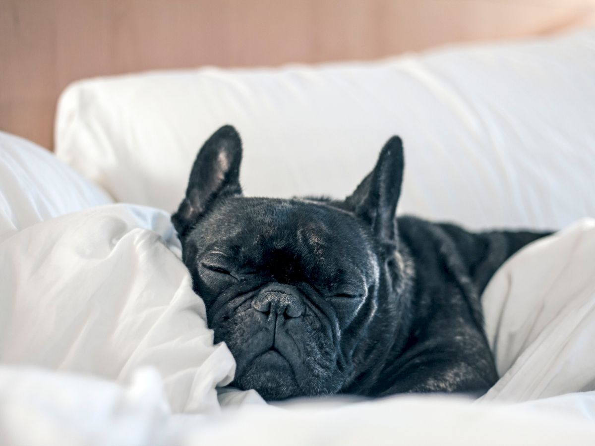 A black French Bulldog sleeping cozily on white bed sheets, snuggled with pillows, eyes closed, peaceful nap.