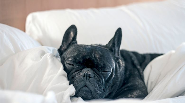 A black French Bulldog sleeping cozily on white bed sheets, snuggled with pillows, eyes closed, peaceful nap.