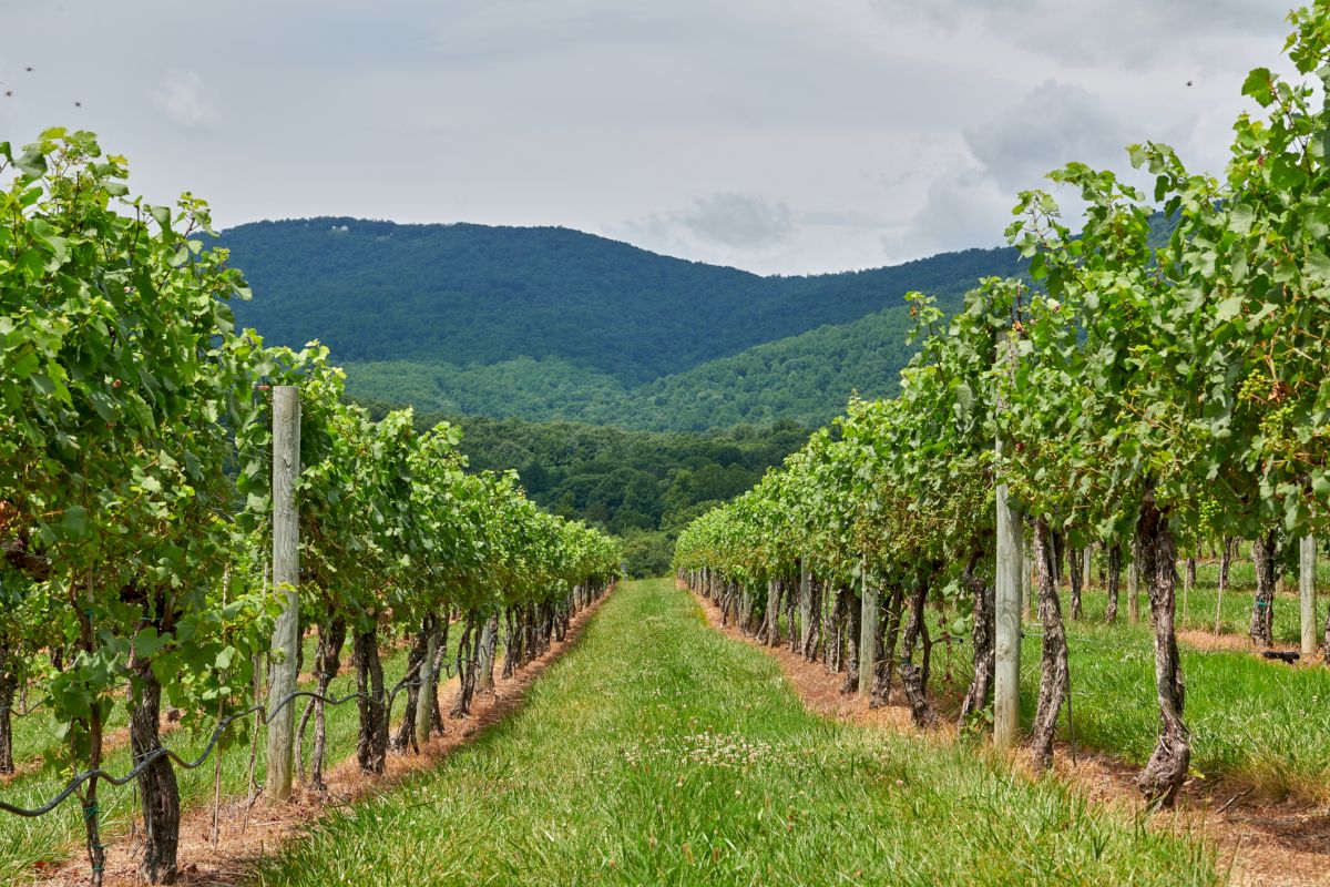 Vineyard rows with lush green vines, a grassy path between trellised vines, rolling hills and a distant mountain range under a cloudy sky.