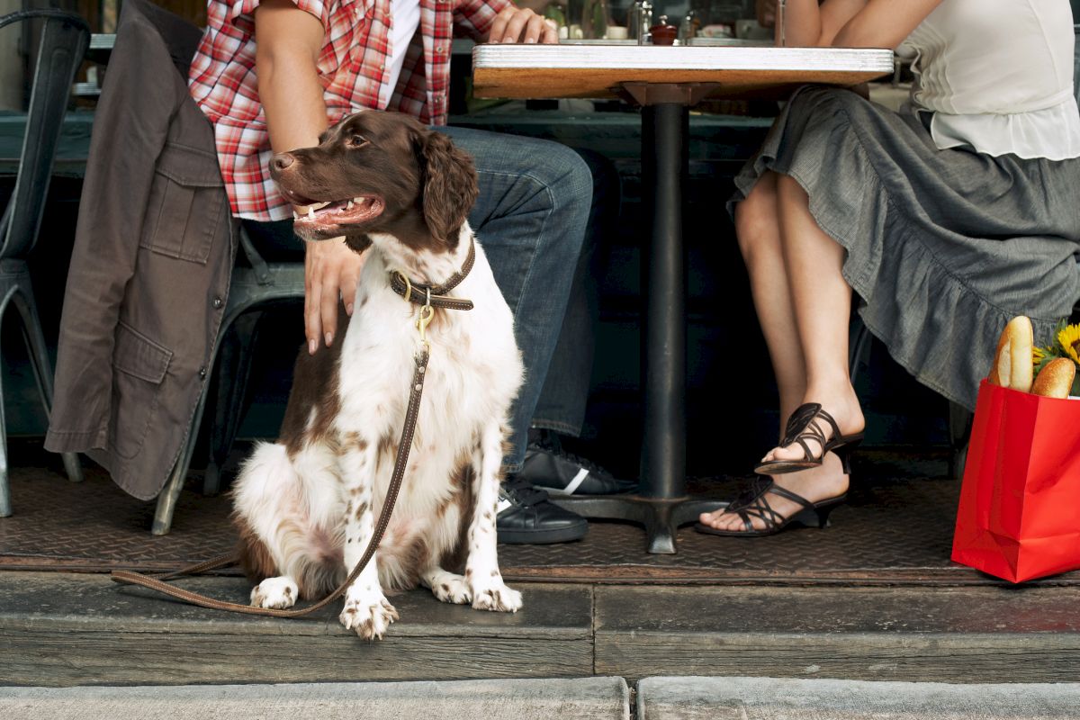 A dog sits on a sidewalk beside people at an outdoor table; a red bag with yellow items sits near the right. End sentence.