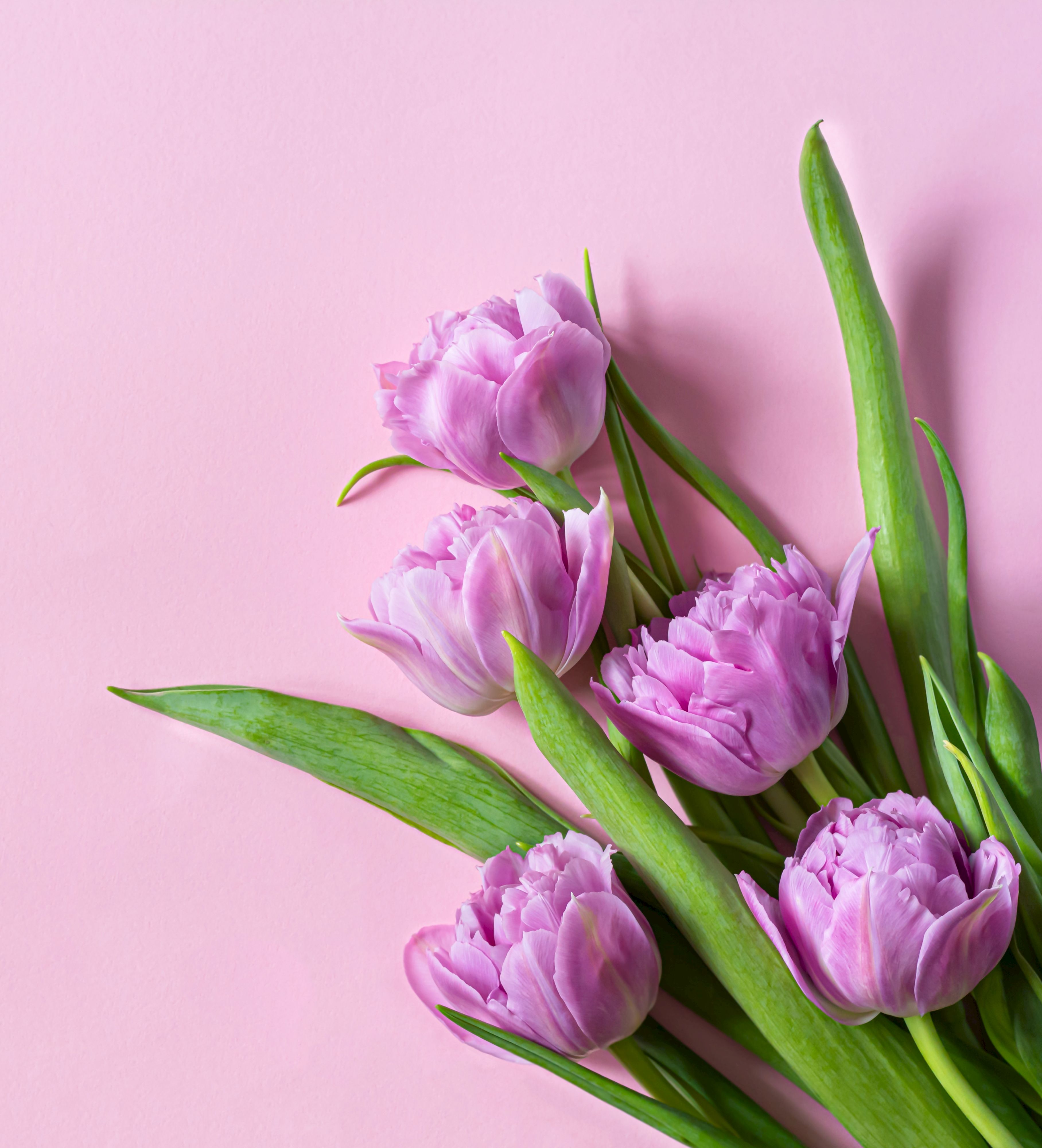 A bouquet of pink tulips with green stems rests on a soft pink background, soft and springy in feel, bright and delicate.