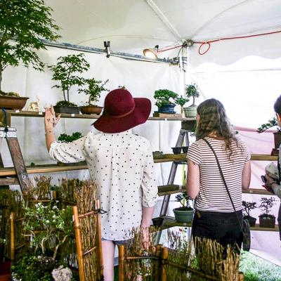 People browsing potted plants and bonsai on tiered shelves inside a bright tent. they inspect and chat among greenery.