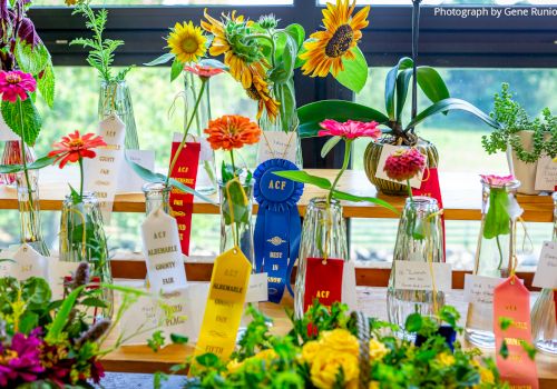 A colorful flower display with vases, ribbons, and award tags; sunflowers and bright blooms create a cheerful garden scene.