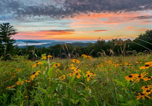 A hillside meadow with bright yellow wildflowers, rolling distant hills, and a stunning sunset painting the sky in warm oranges and pinks.
