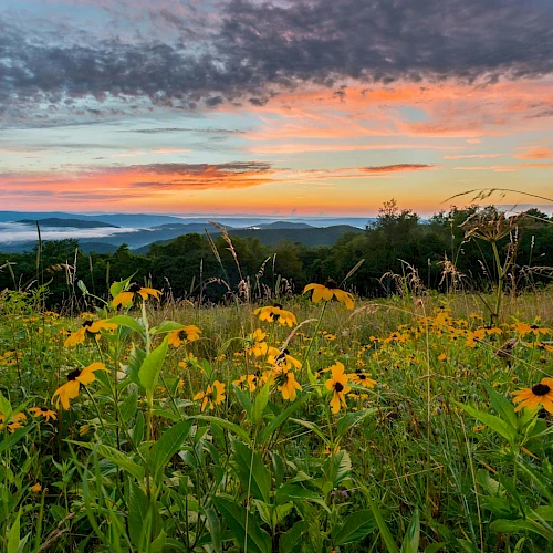 A hillside meadow with bright yellow wildflowers, rolling distant hills, and a stunning sunset painting the sky in warm oranges and pinks.