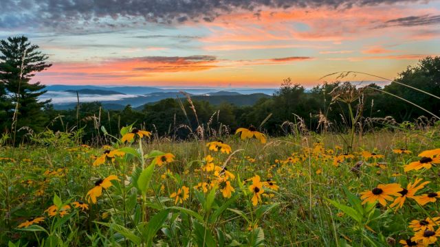 A hillside meadow with bright yellow wildflowers, rolling distant hills, and a stunning sunset painting the sky in warm oranges and pinks.